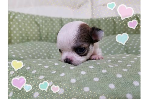 成約済の長崎県のチワワ(ロングコート)-31319の3枚目