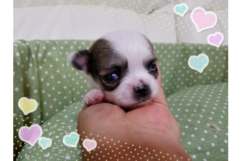 成約済の長崎県のチワワ(ロングコート)-31321の3枚目