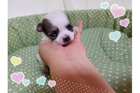 成約済の長崎県のチワワ(ロングコート)-31321の2枚目