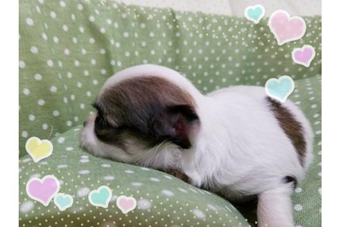 成約済の長崎県のチワワ(ロングコート)-31321の1枚目