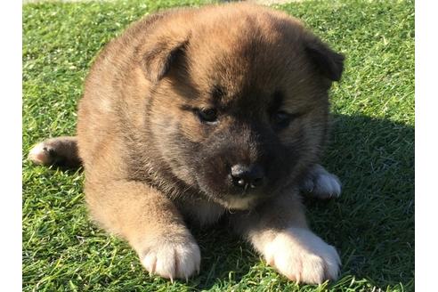 成約済の長崎県の柴犬-31075の2枚目
