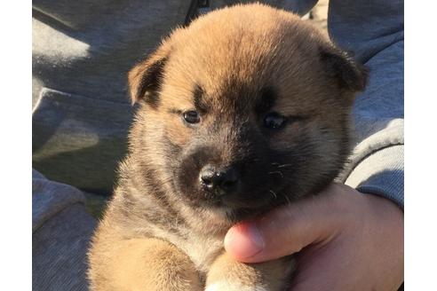 成約済の長崎県の柴犬-31075の3枚目