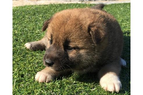 成約済の長崎県の柴犬-31075の4枚目