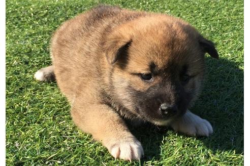 成約済の長崎県の柴犬-31075の5枚目
