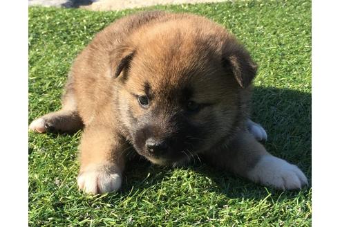 成約済の長崎県の柴犬-31075の1枚目