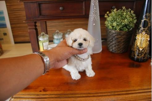 成約済の埼玉県のトイプードル-31684の1枚目