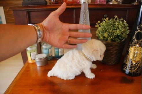 成約済の埼玉県のトイプードル-31684の2枚目