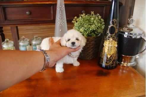 成約済の埼玉県のトイプードル-31684の3枚目