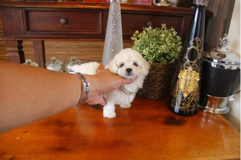 成約済の埼玉県のトイプードル-31684の4枚目