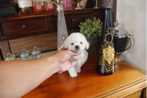 成約済の埼玉県のトイプードル-31409の2枚目