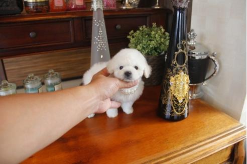 成約済の埼玉県のトイプードル-31409の5枚目