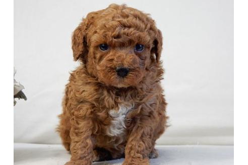 成約済の北海道のトイプードル-31697の1枚目