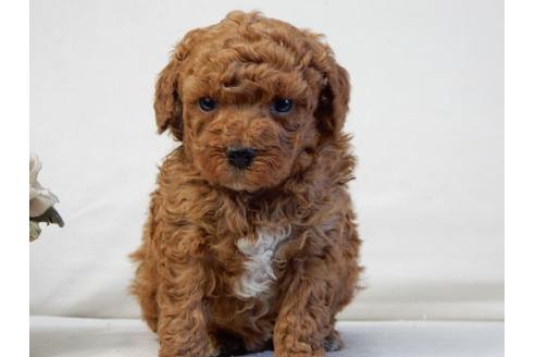 成約済の北海道のトイプードル-31697の2枚目