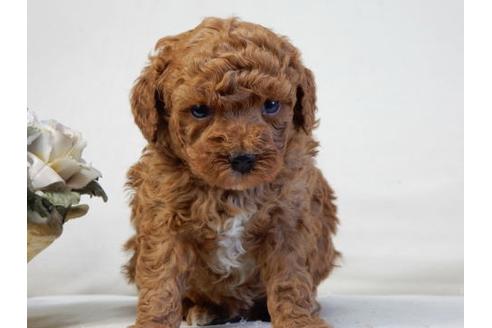 成約済の北海道のトイプードル-31697の3枚目