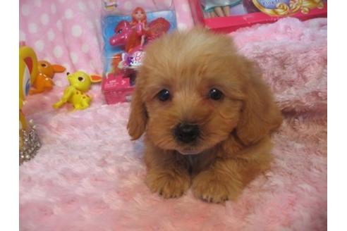 成約済の静岡県のミックス犬-31306の2枚目