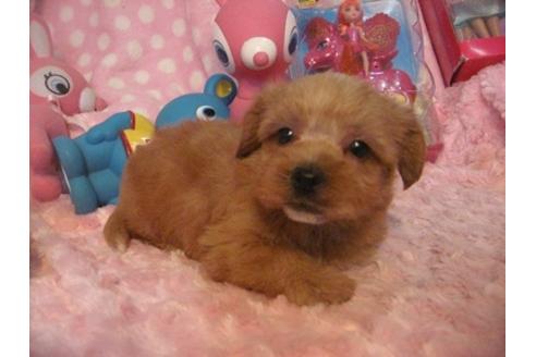 成約済の静岡県のミックス犬-31306の5枚目