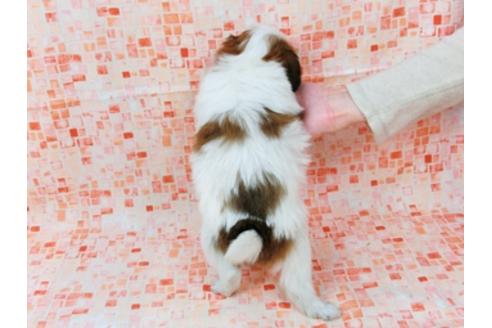 成約済の千葉県のパピヨン-31707の4枚目