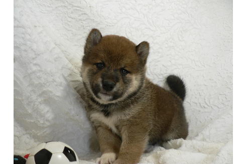 成約済の愛知県の柴犬-31718の4枚目