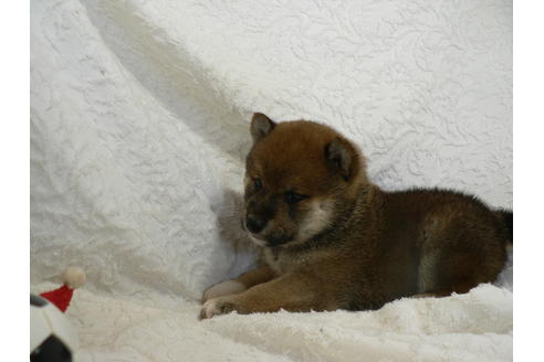 成約済の愛知県の柴犬-31718の3枚目