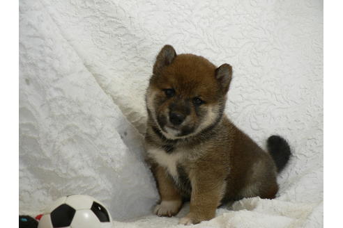 成約済の愛知県の柴犬-31718の1枚目