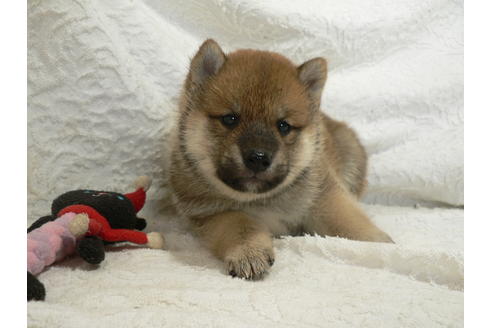 成約済の愛知県の柴犬-31720の5枚目