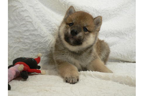 成約済の愛知県の柴犬-31720の4枚目