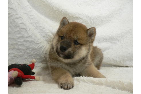 成約済の愛知県の柴犬-31720の3枚目