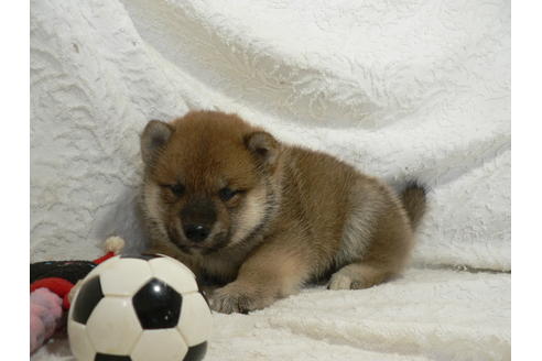 成約済の愛知県の柴犬-31720の1枚目