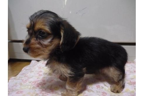 成約済の京都府のミックス犬-31724の2枚目