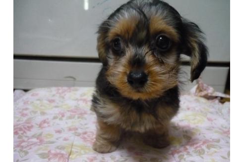 成約済の京都府のミックス犬-31724の3枚目