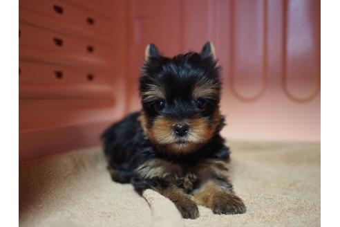 成約済の東京都のヨークシャーテリア-31731の5枚目