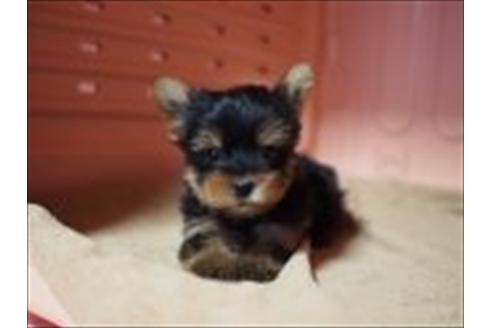 成約済の東京都のヨークシャーテリア-31731の3枚目