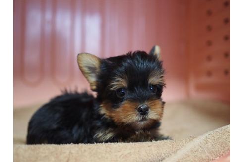成約済の東京都のヨークシャーテリア-31731の2枚目