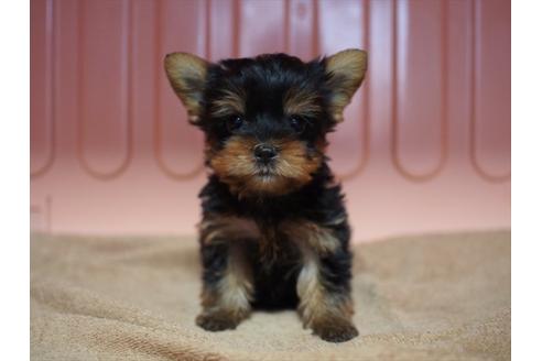 成約済の東京都のヨークシャーテリア-31731の1枚目