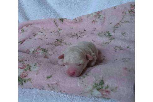 成約済の山口県のタイニープードル-31727の1枚目
