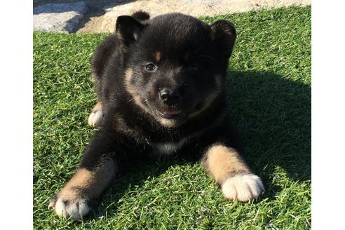 成約済の長崎県の柴犬-31076の4枚目