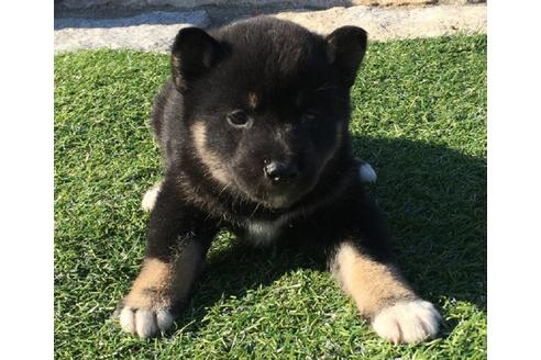 成約済の長崎県の柴犬-31076の1枚目