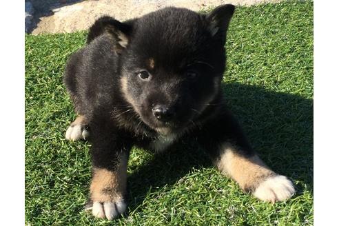 成約済の長崎県の柴犬-31076の2枚目