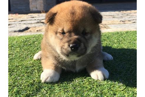 成約済の長崎県の柴犬-31080の5枚目