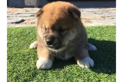 成約済の長崎県の柴犬-31080の1枚目