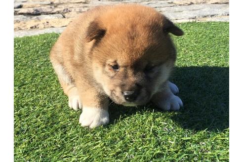 成約済の長崎県の柴犬-31080の2枚目