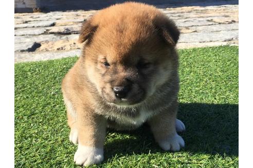 成約済の長崎県の柴犬-31080の3枚目