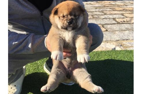 成約済の長崎県の柴犬-31080の4枚目