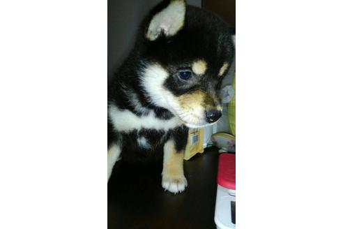 成約済の山口県の柴犬-31776の1枚目