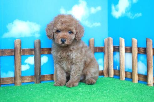 成約済の滋賀県のトイプードル-31820の2枚目