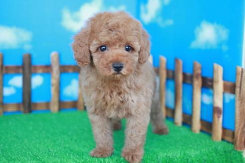 成約済の滋賀県のトイプードル-31820の1枚目