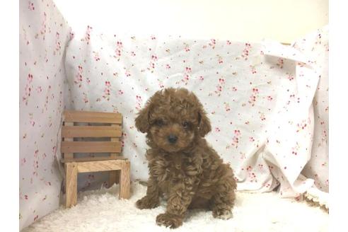 成約済の滋賀県のトイプードル-31821の2枚目