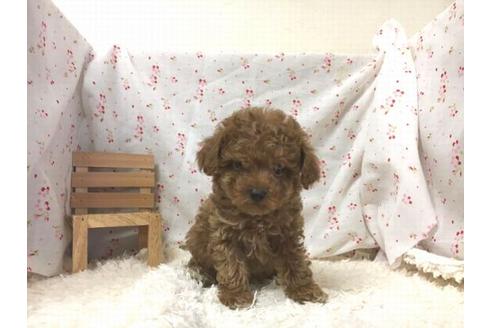 成約済の滋賀県のトイプードル-31821の1枚目