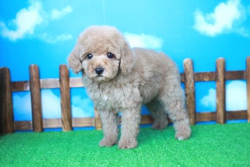 成約済の滋賀県のトイプードル-31822の2枚目