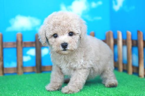 成約済の滋賀県のトイプードル-31824の2枚目